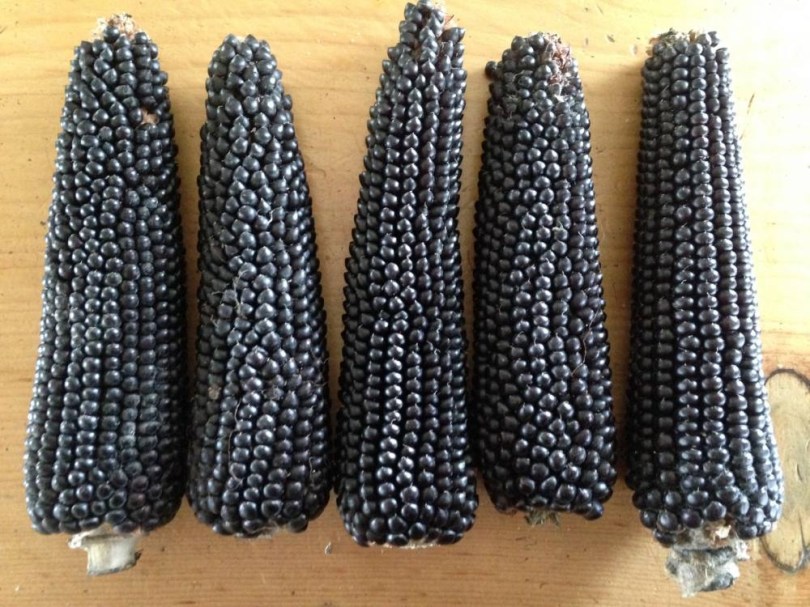 Dakota Raven pattogatni való kukorica, Zea mays, kukorica